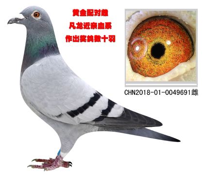 黃金配對雌 凡龍近親血系
