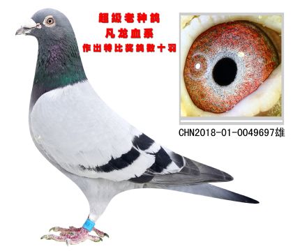 超級老種鴿 凡龍血系
