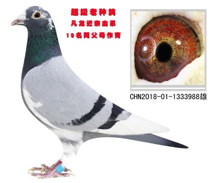 花鄉(xiāng)國際公棚決賽19名純平輩 超級老種鴿
