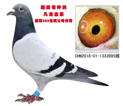凡龍血系 惠翔303名同父母作育