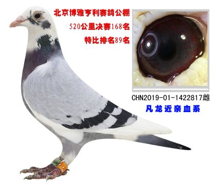 北京博雅亨利賽鴿公棚500公里決賽168名