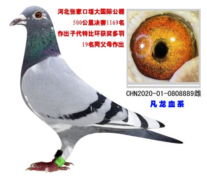 花鄉(xiāng)國際公棚決賽19名純平輩