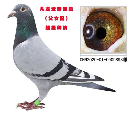 凡龍近親回血 超級種鴿