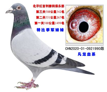 北京紅吉利賽鴿俱樂部特比環(huán)550公里267名