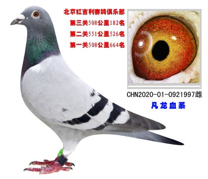 北京紅吉利賽鴿俱樂部特比環(huán)508公里182名