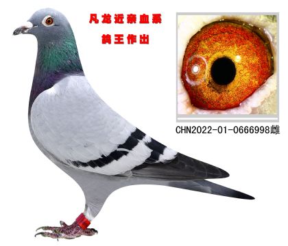 凡龍近親血系 鴿王作出