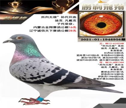 迪克、凡戴克 所向無敵”孫代回血 “