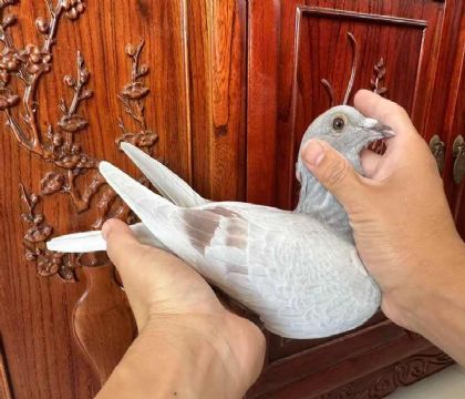 銘鴿優(yōu)選“凡燈布克好紅號273號”