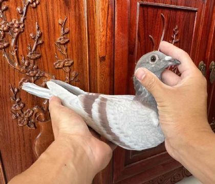 銘鴿優(yōu)選“凡燈布克好紅號301號”