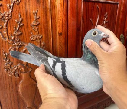 銘鴿優(yōu)選“恐怖59X蓋比269號”