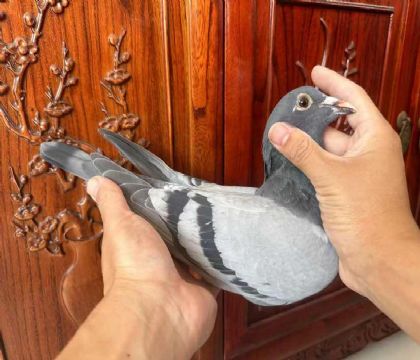 銘鴿優(yōu)選“恐怖59X蓋比近親299號”