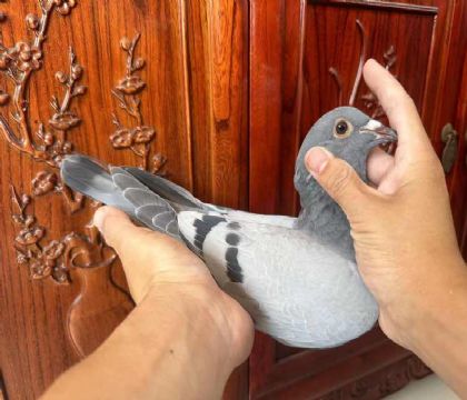 銘鴿優(yōu)選“恐怖59近親295號”