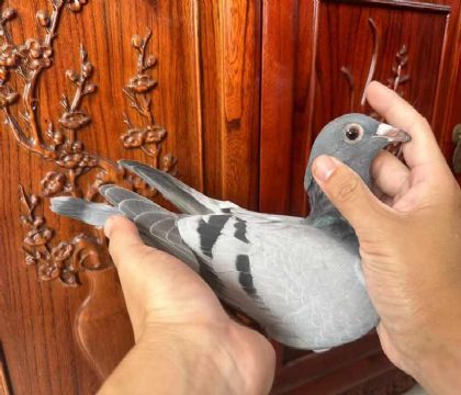 銘鴿優(yōu)選“考夫曼愛馬文之火回血311號”