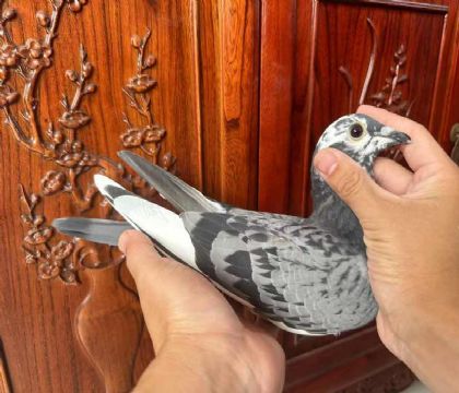 銘鴿優(yōu)選“哈迪.克魯格X飛歌皇后272號”