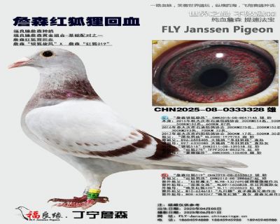詹森紅狐貍回血