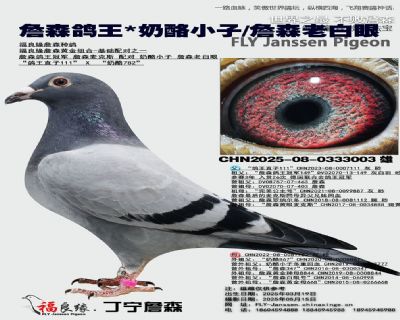 詹森鴿王X奶酪小子/詹森老白眼
