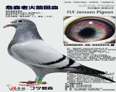 詹森老火箭回血
