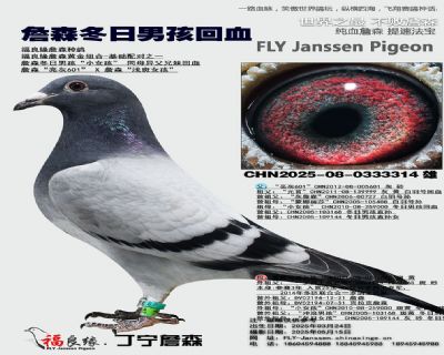 詹森冬日男孩多重回血