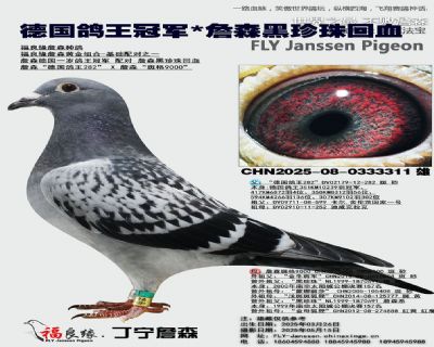 德國鴿王冠軍X詹森黑珍珠回血