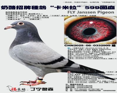 奶酪招牌種鴿“卡米拉”599回血