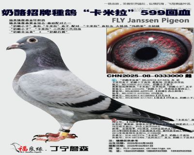奶酪招牌種鴿“卡米拉”599回血