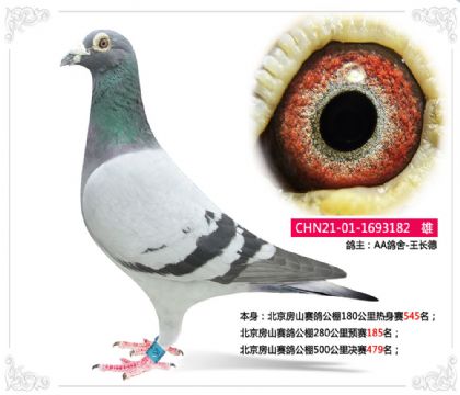 北京房山賽鴿公棚500公里決賽479名 雄