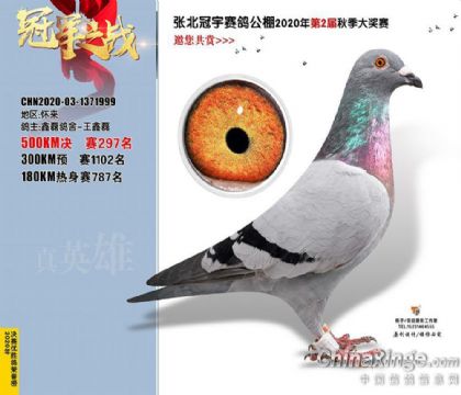 張北冠宇賽鴿公棚500公里決賽297名 雄