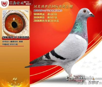 張家口盛世達國際賽鴿公棚500公里決賽481名 雌