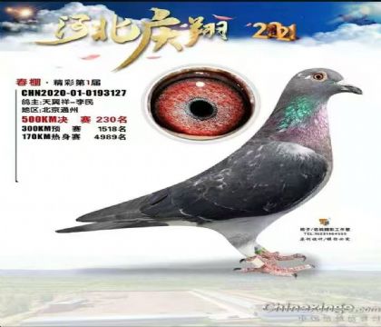 張家口慶翔公棚(春棚)500公里決賽230名 雌