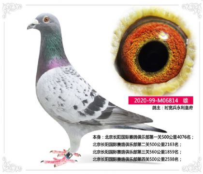 永利皇府--北京長陽國際賽鴿俱樂部四關歸巢鴿 雄