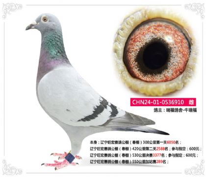 遼寧旺宏賽鴿公棚(春棚)550公里加站賽289名 雌