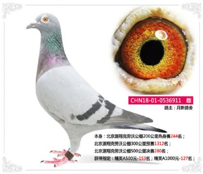 北京源翔克勞沃公棚500公里決賽280名 雌