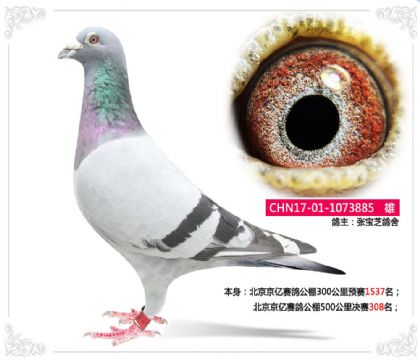 北京京億賽鴿公棚500公里決賽308名 雄