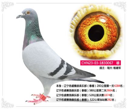 遼寧忠盛賽鴿俱樂部(春棚) 522公里加站賽292名 雄