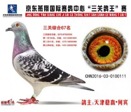 天津穩(wěn)贏·京東燕翔國際賽鴿中心三關綜合鴿王67名 雌