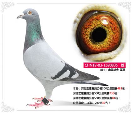 河北宏建賽鴿公棚550公里加強賽81名 雌