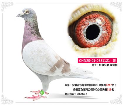 紅旗兄弟-安徽藍色海灣公棚500公里決賽319名 雄