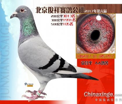 北京俊祥國際賽鴿公棚500公里決賽105名 雌