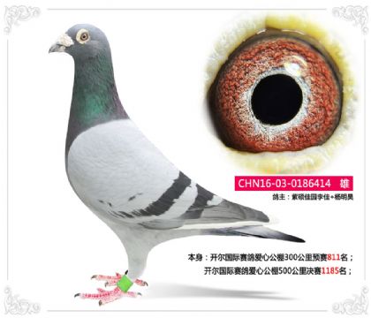 開爾國際賽鴿愛心公棚500公里決賽1185名 雄
