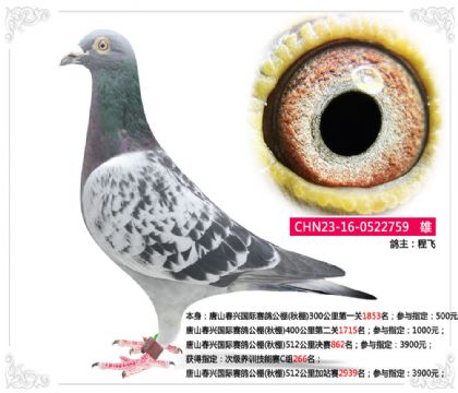 唐山春興國際賽鴿公棚(秋棚)512公里決賽862名 雄