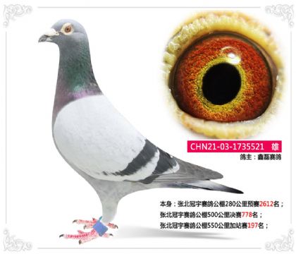 張北冠宇賽鴿公棚550公里加站賽197名 雄