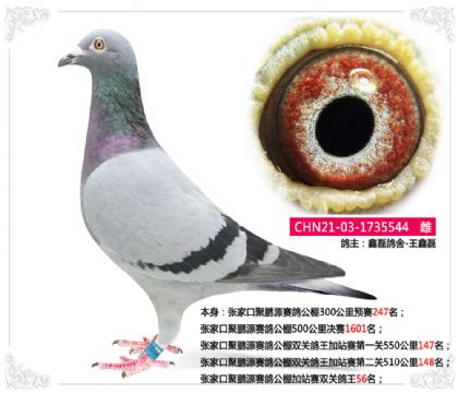 張家口聚鵬源賽鴿公棚加站賽雙關鴿王56名 雌