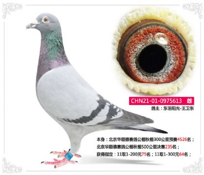 北京華順德賽鴿公棚秋棚500公里決賽235名 雌