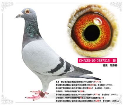 唐山春興國際賽鴿公棚(秋棚)512公里決賽866名 雌