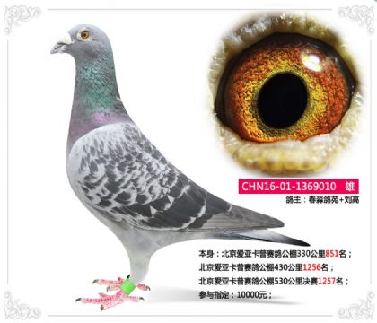 劉高--北京愛亞卡普賽鴿公棚530公里決賽1257名 雄