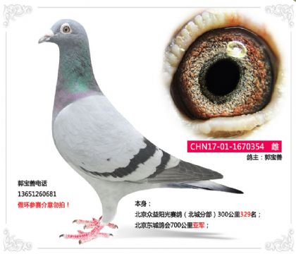 北京東城鴿會700公里亞軍 雌