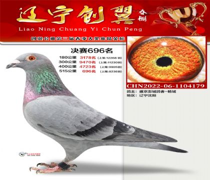 遼寧創(chuàng)翼賽鴿公棚(春)515公里決賽696名 雌