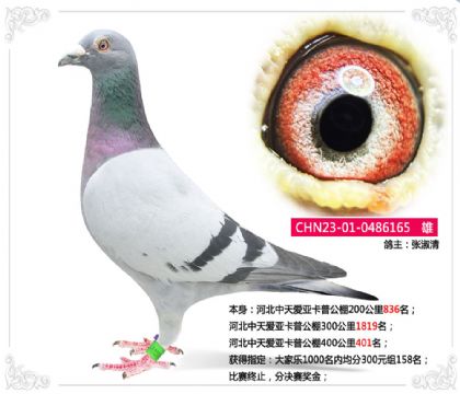 河北中天愛亞卡普公棚400公里401名 雄