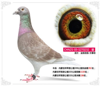 內蒙吉祥草原公棚500公里決賽198名 雄