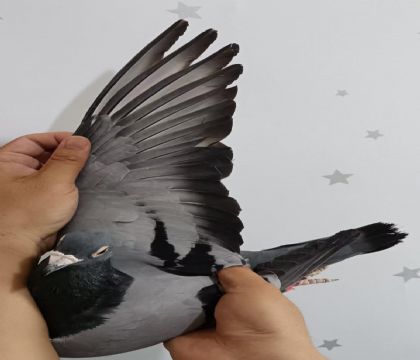 20